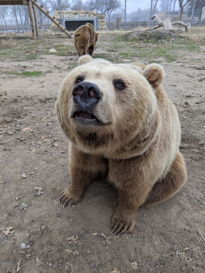 Grizzly Bear